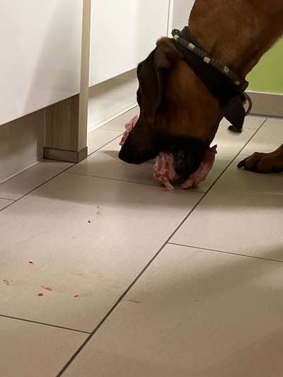 Rhodesian Ridgeback-Beitrag-Bild