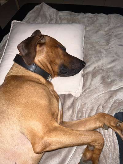 Rhodesian Ridgeback-Beitrag-Bild