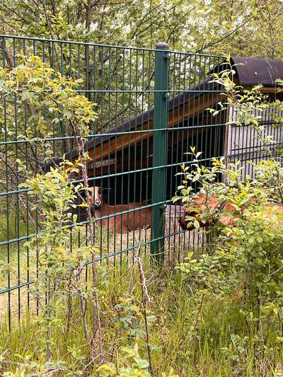 Rhodesian Ridgeback-Beitrag-Bild