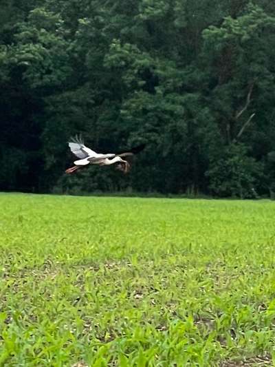 Rhodesian Ridgeback-Beitrag-Bild