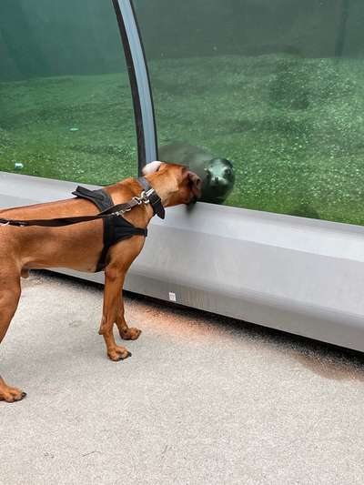 Rhodesian Ridgeback-Beitrag-Bild