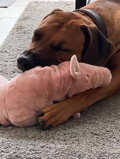 Rhodesian Ridgeback-Beitrag-Bild