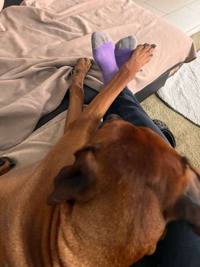 Rhodesian Ridgeback-Beitrag-Bild