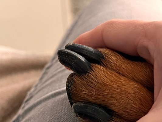 Rhodesian Ridgeback-Beitrag-Bild