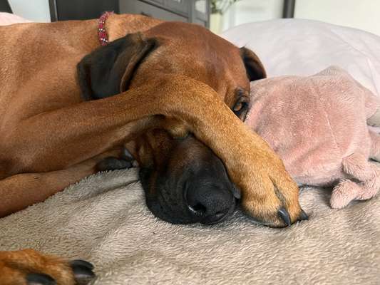 Rhodesian Ridgeback-Beitrag-Bild