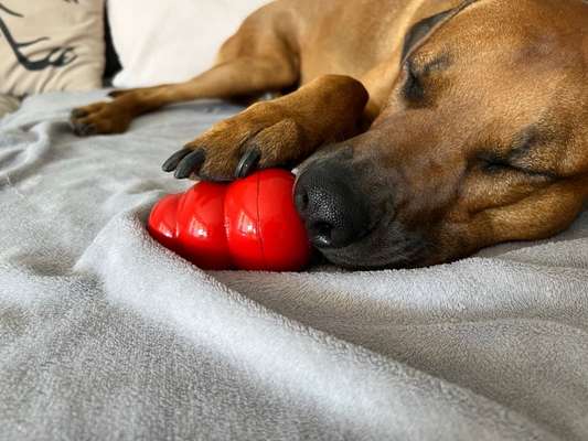Rhodesian Ridgeback-Beitrag-Bild