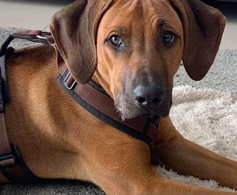 Rhodesian Ridgeback-Beitrag-Bild