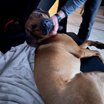 Rhodesian Ridgeback-Beitrag-Bild