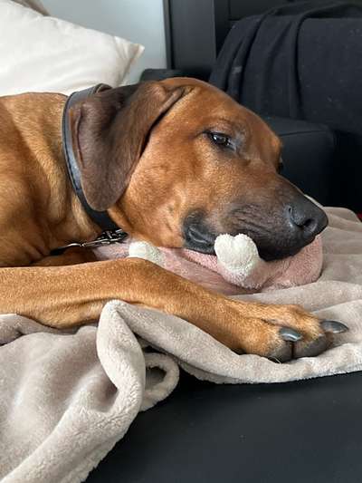 Rhodesian Ridgeback-Beitrag-Bild
