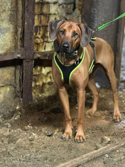 Rhodesian Ridgeback-Beitrag-Bild