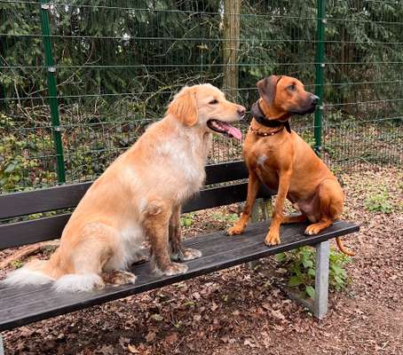 Rhodesian Ridgeback-Beitrag-Bild
