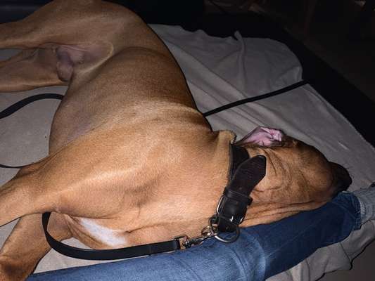 Rhodesian Ridgeback-Beitrag-Bild