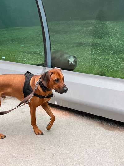 Rhodesian Ridgeback-Beitrag-Bild