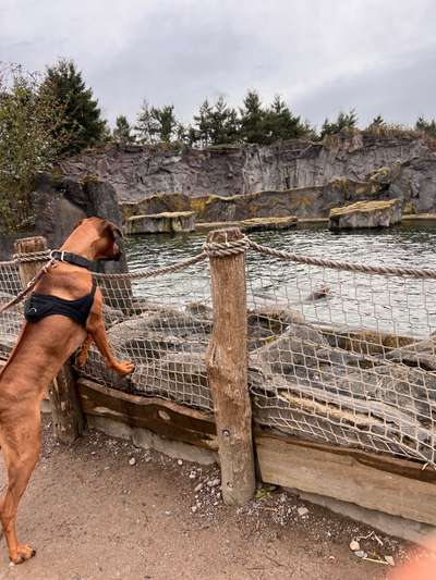 Rhodesian Ridgeback-Beitrag-Bild