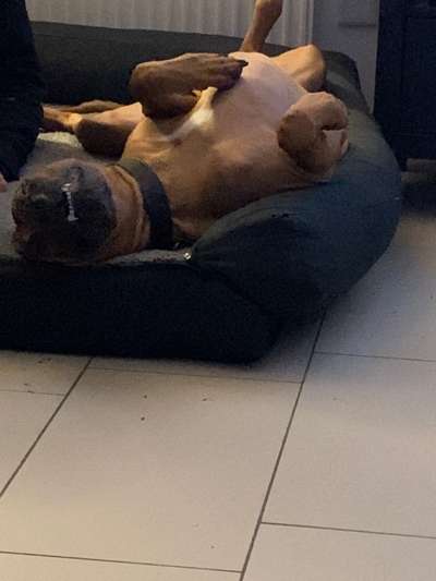 Rhodesian Ridgeback-Beitrag-Bild