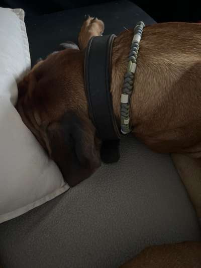 Rhodesian Ridgeback-Beitrag-Bild