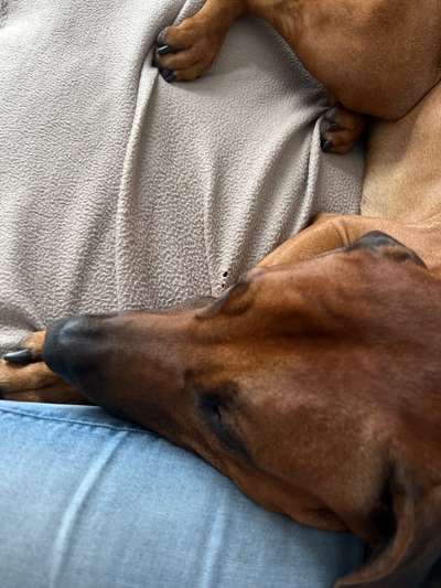 Rhodesian Ridgeback-Beitrag-Bild