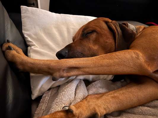 Rhodesian Ridgeback-Beitrag-Bild