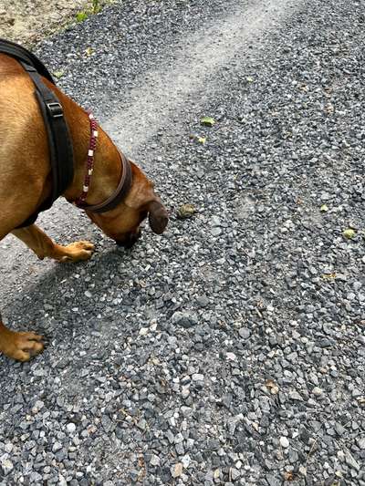 Rhodesian Ridgeback-Beitrag-Bild