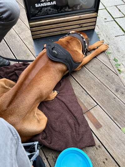 Rhodesian Ridgeback-Beitrag-Bild