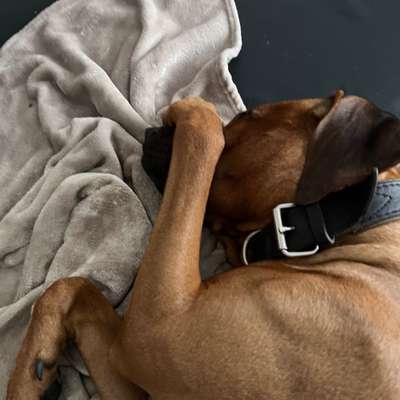 Rhodesian Ridgeback-Beitrag-Bild