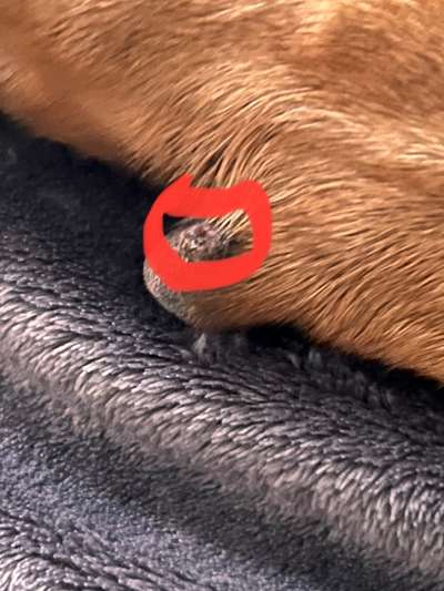 Rhodesian Ridgeback-Beitrag-Bild