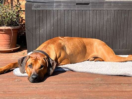 Rhodesian Ridgeback-Beitrag-Bild