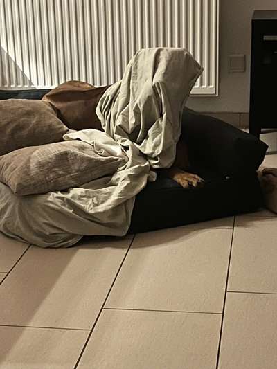 Rhodesian Ridgeback-Beitrag-Bild