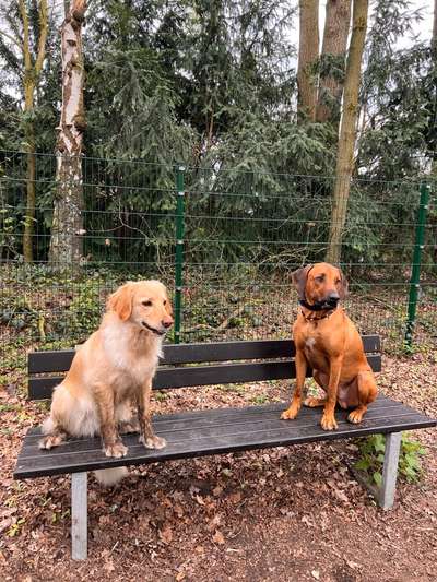 Rhodesian Ridgeback-Beitrag-Bild