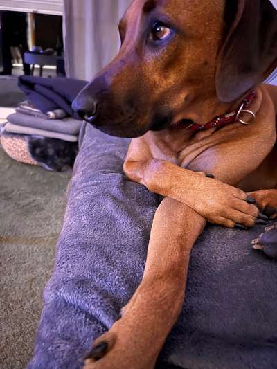 Rhodesian Ridgeback-Beitrag-Bild