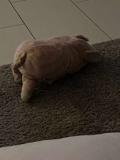 Rhodesian Ridgeback-Beitrag-Bild