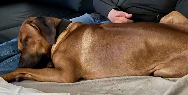 Rhodesian Ridgeback-Beitrag-Bild