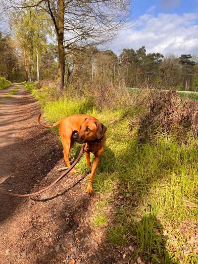 Rhodesian Ridgeback-Beitrag-Bild
