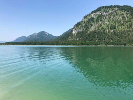 Rhodesian Ridgeback-Beitrag-Bild