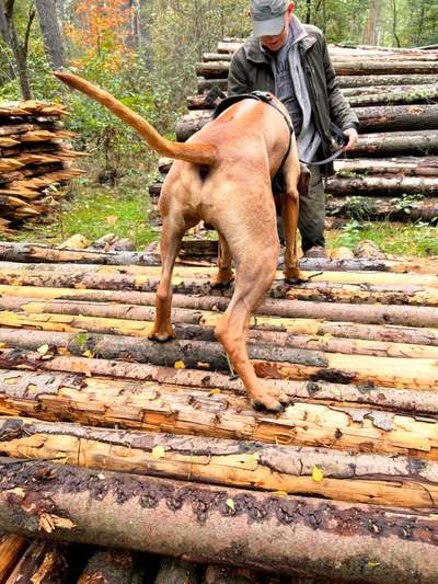 Rhodesian Ridgeback-Beitrag-Bild