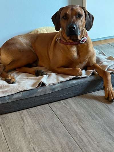 Rhodesian Ridgeback-Beitrag-Bild