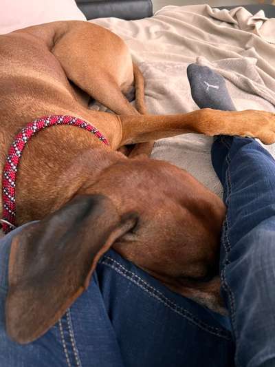 Rhodesian Ridgeback-Beitrag-Bild