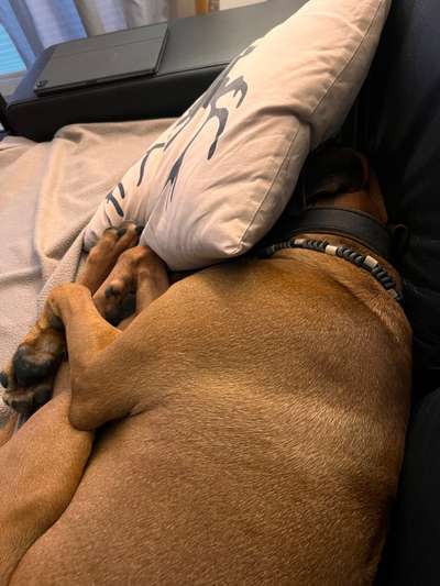 Rhodesian Ridgeback-Beitrag-Bild