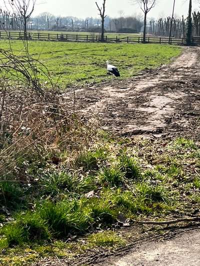 Rhodesian Ridgeback-Beitrag-Bild