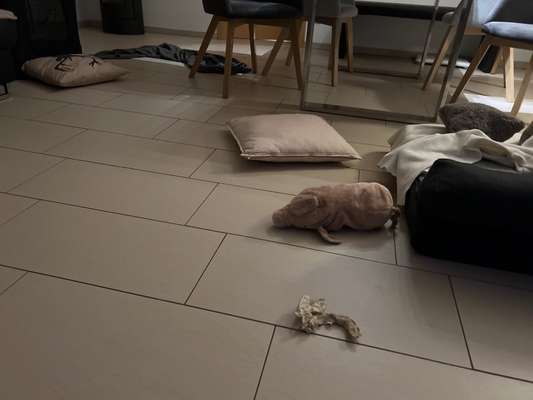 Rhodesian Ridgeback-Beitrag-Bild