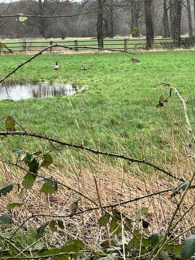 Rhodesian Ridgeback-Beitrag-Bild
