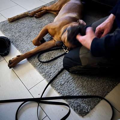 Rhodesian Ridgeback-Beitrag-Bild