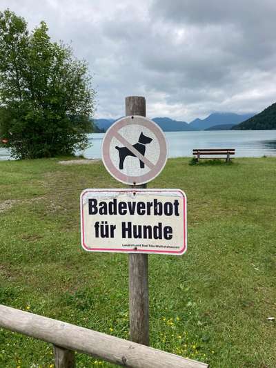 Rhodesian Ridgeback-Beitrag-Bild