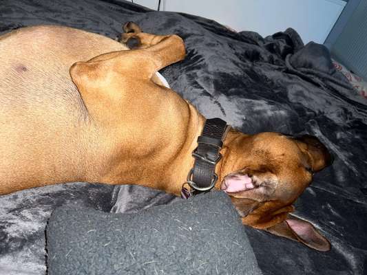 Rhodesian Ridgeback-Beitrag-Bild