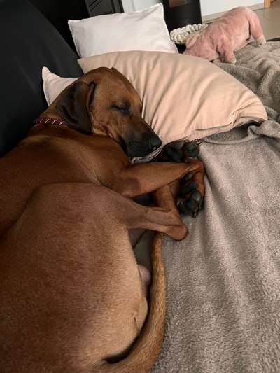 Rhodesian Ridgeback-Beitrag-Bild