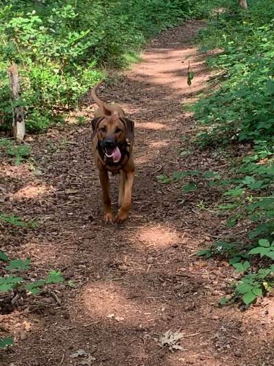 Fotochallenge Nr. 59 - Mein Hund zeigt die Zunge-Beitrag-Bild