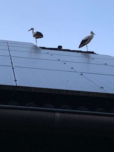 Rhodesian Ridgeback-Beitrag-Bild