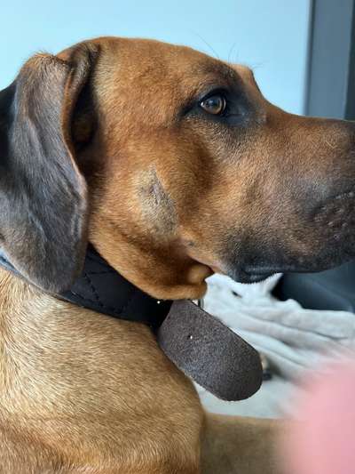 Rhodesian Ridgeback-Beitrag-Bild
