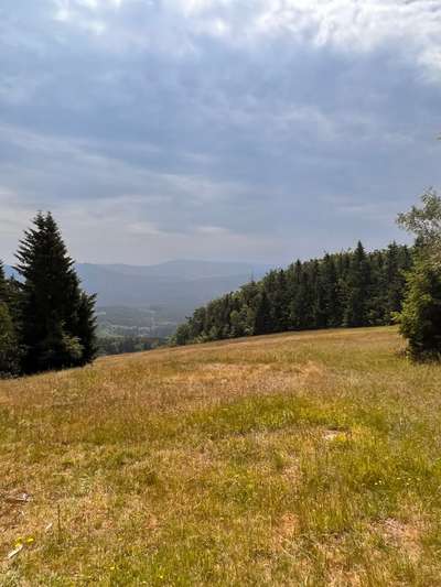 Rhodesian Ridgeback-Beitrag-Bild