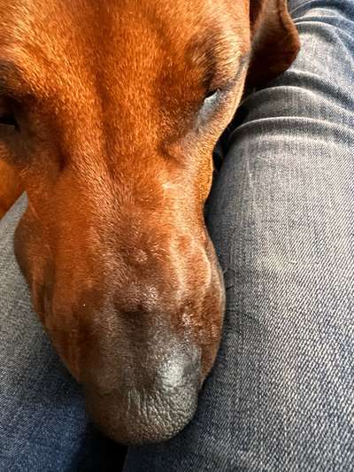 Rhodesian Ridgeback-Beitrag-Bild